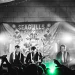 Seagulls